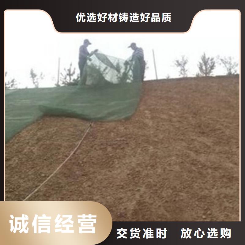 三维植被网厂家绿化植草网价格生产基地