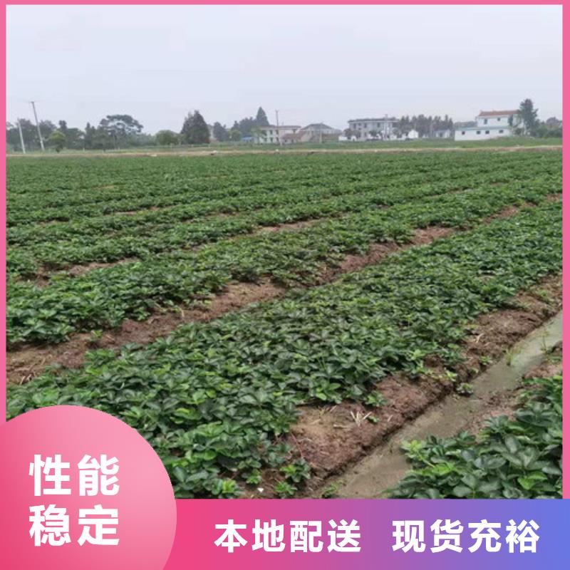 香野草莓苗种植时间