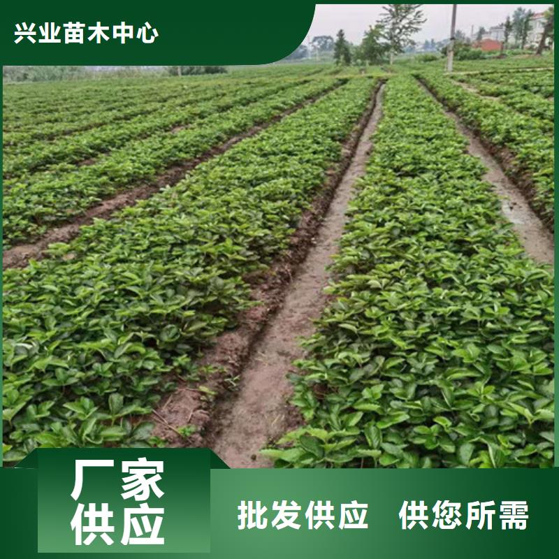 土德拉草莓生产苗