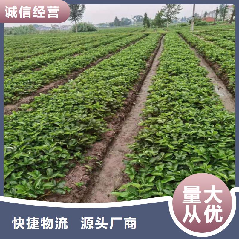 妙香7号草莓苗品种大全
