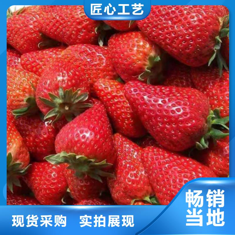 佐贺清香草莓种苗