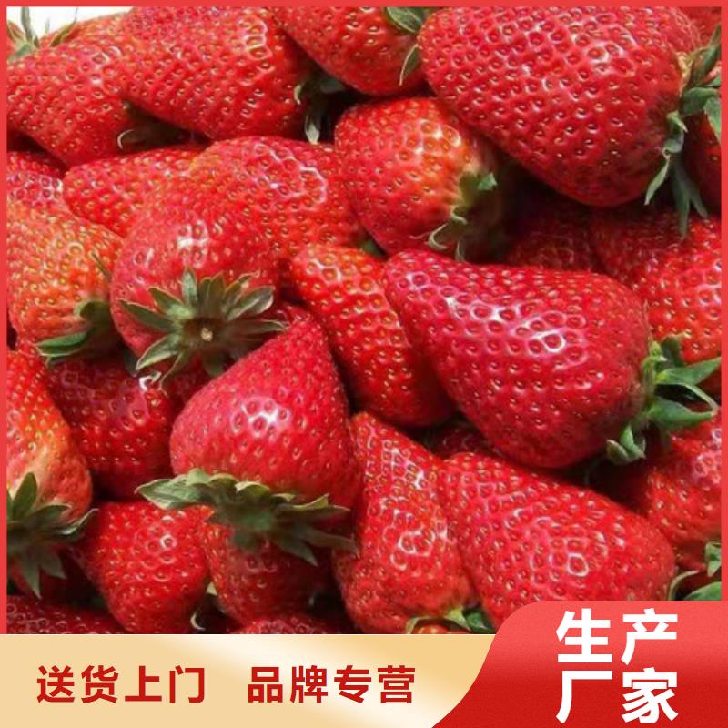 奶油草莓种苗