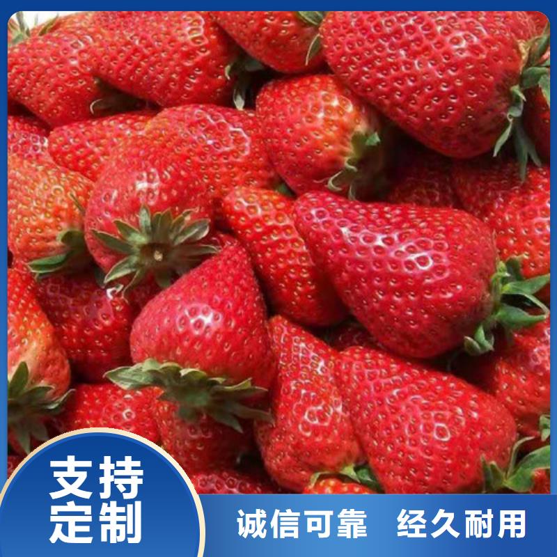 越秀草莓苗品种介绍