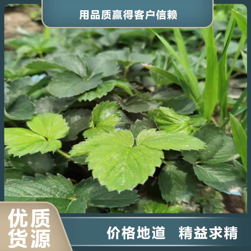 京郊小白草莓生产苗