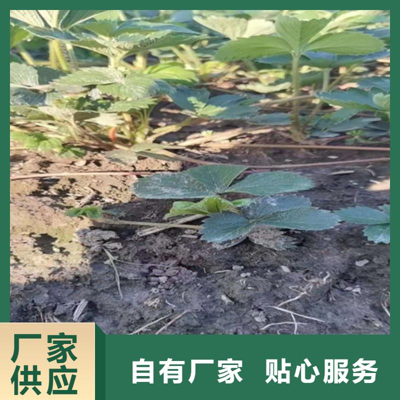 桃熏草莓苗