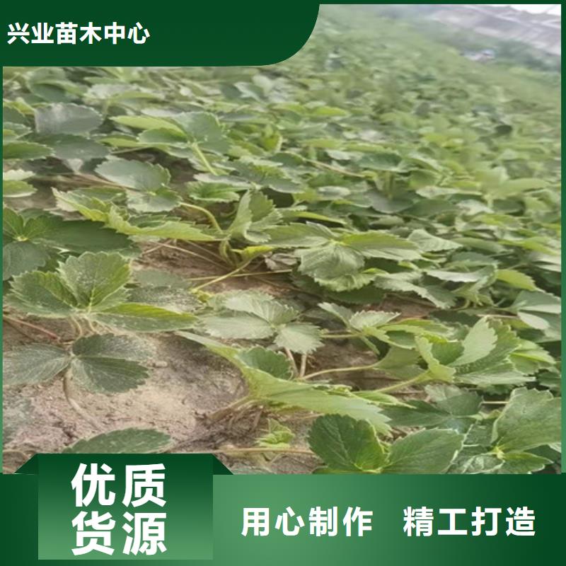 白雪小町草莓苗批发基地