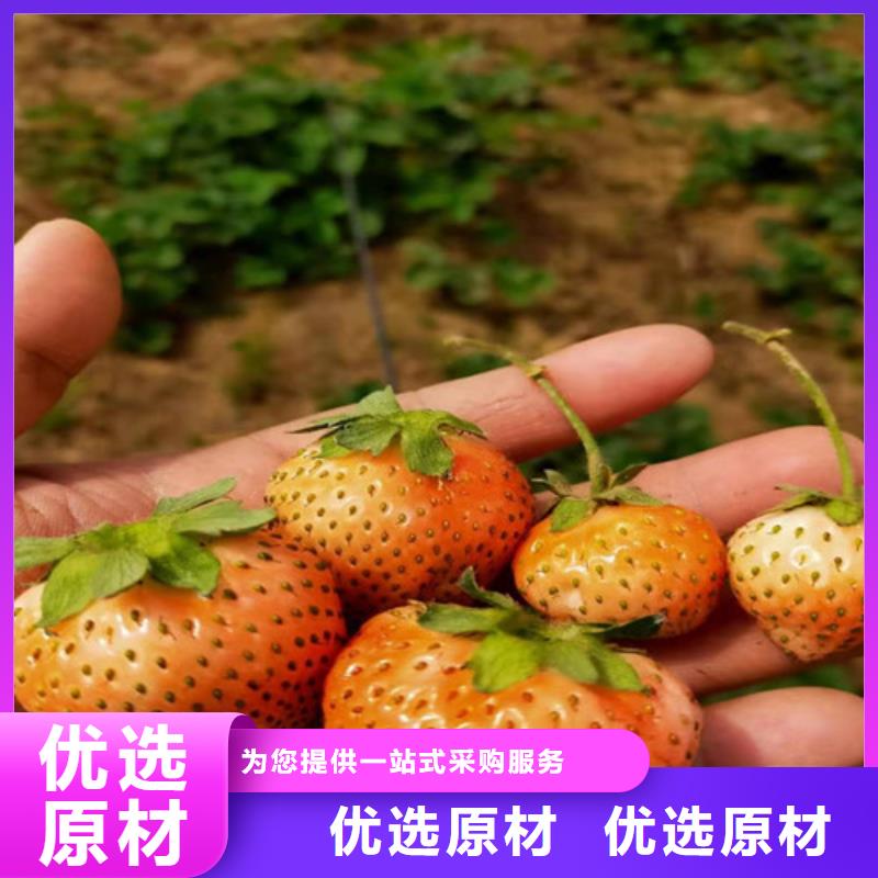 红袖添香草莓苗