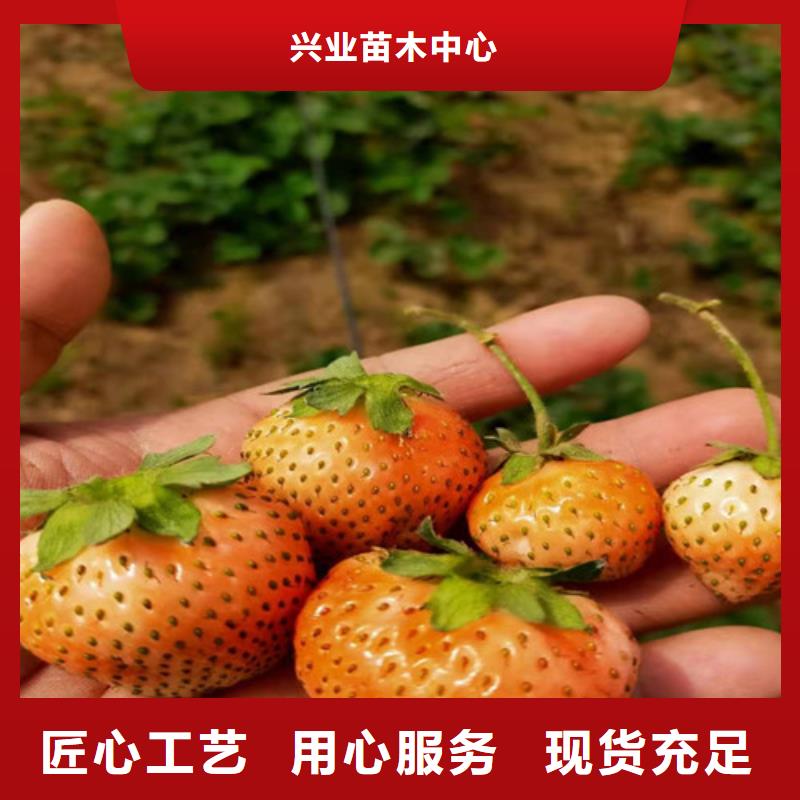 雪兔草莓苗