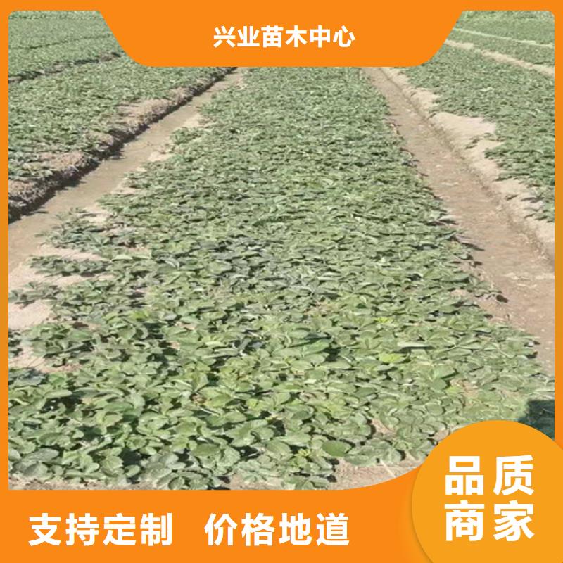 黑珍珠草莓苗批发基地