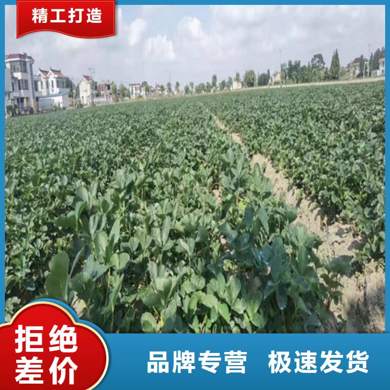 【草莓苗冬枣苗源头厂家量大价优】