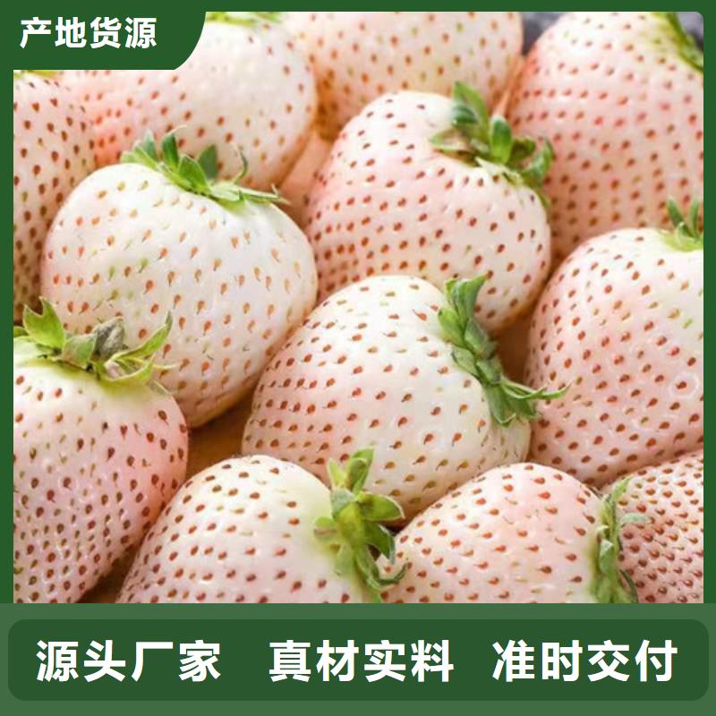 哈尼草莓苗