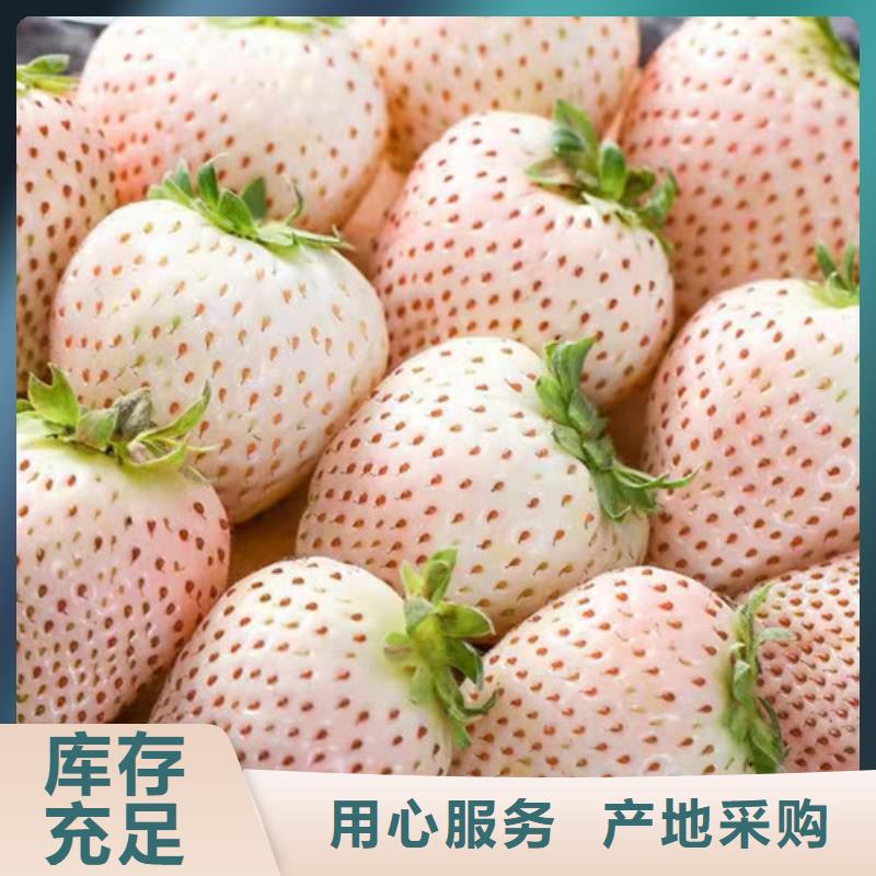 森嘎拉草莓种苗