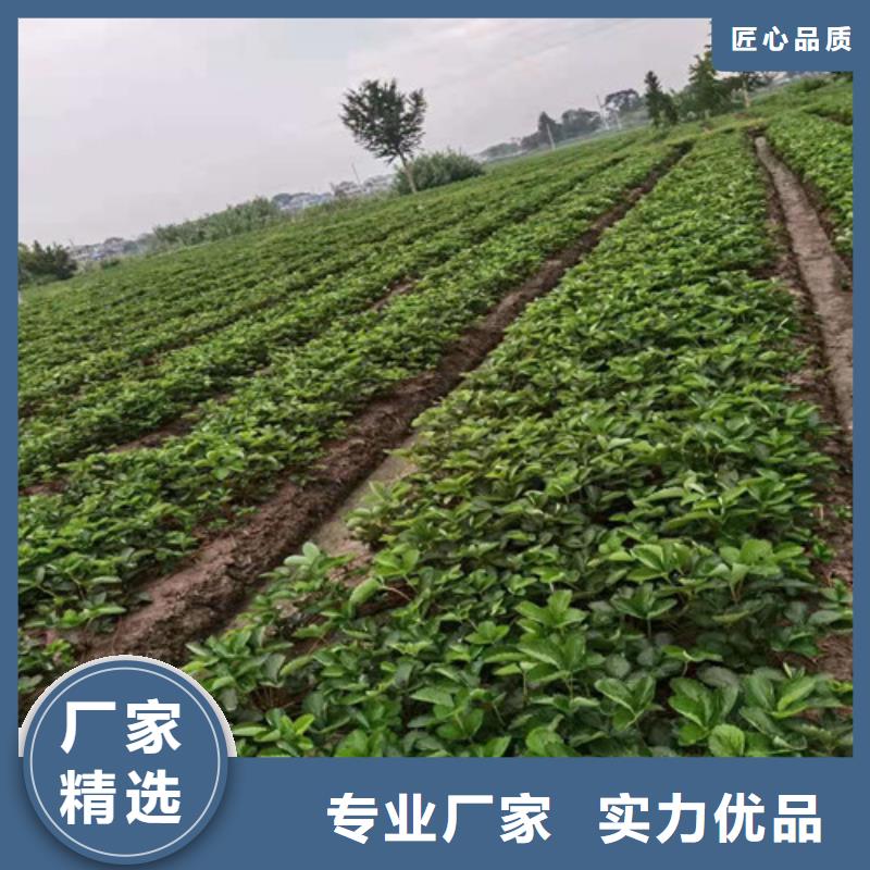 香蕉草莓苗高产品种