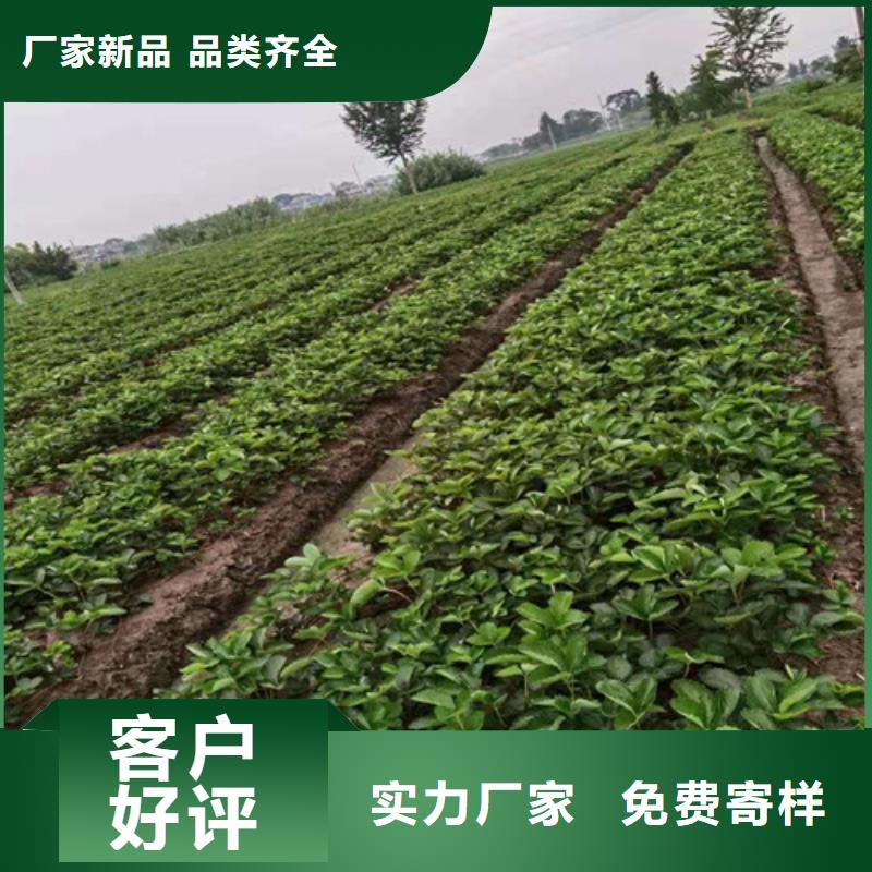 宁玉草莓生产苗