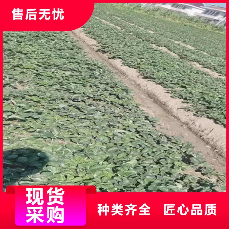 土德拉草莓生产苗