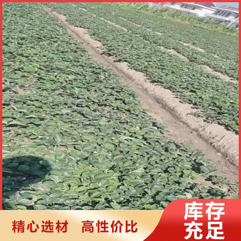 淡雪草莓生产苗