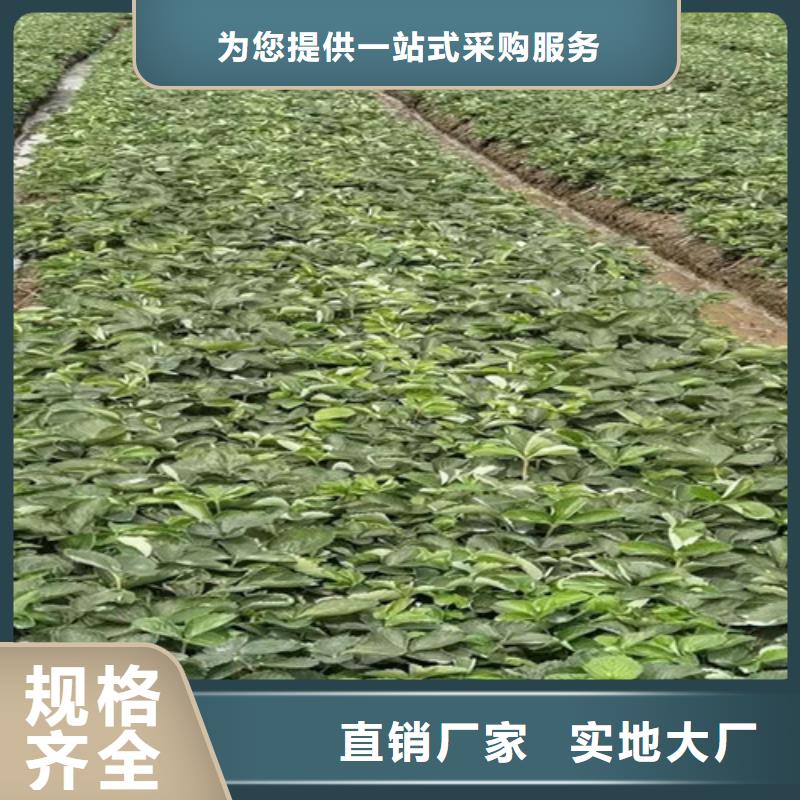 宝交草莓生产苗