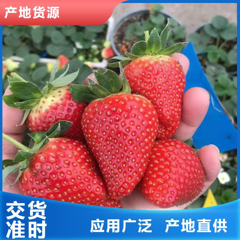 新明星草莓苗