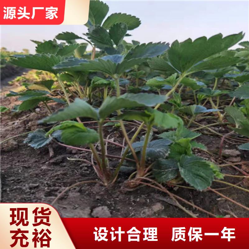 妙香7号草莓苗价格