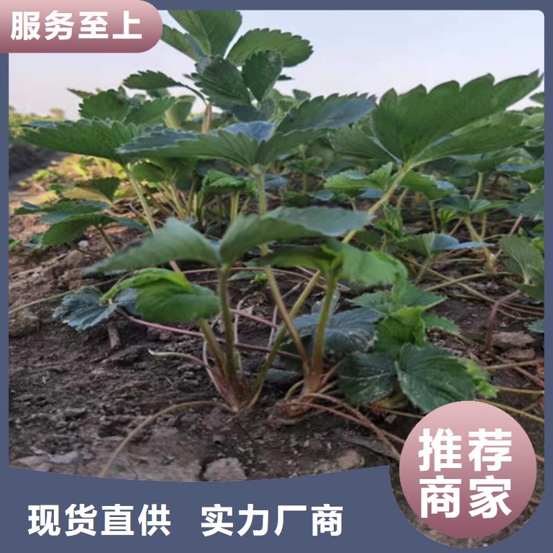 甜查理草莓生产苗