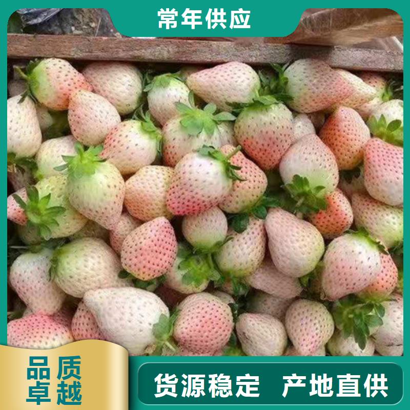 宝交草莓苗