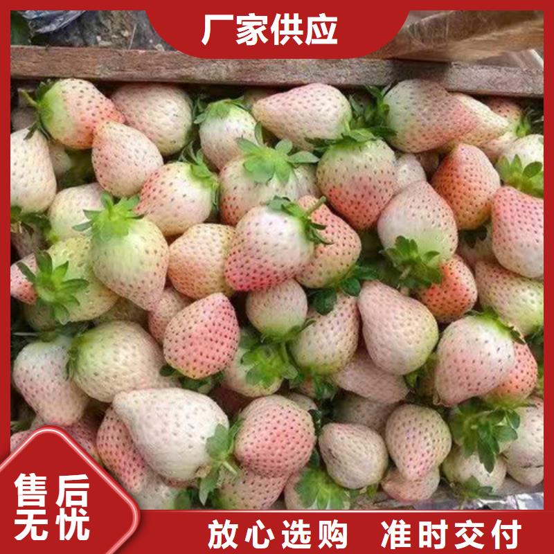 四季草莓蒙特瑞草莓苗