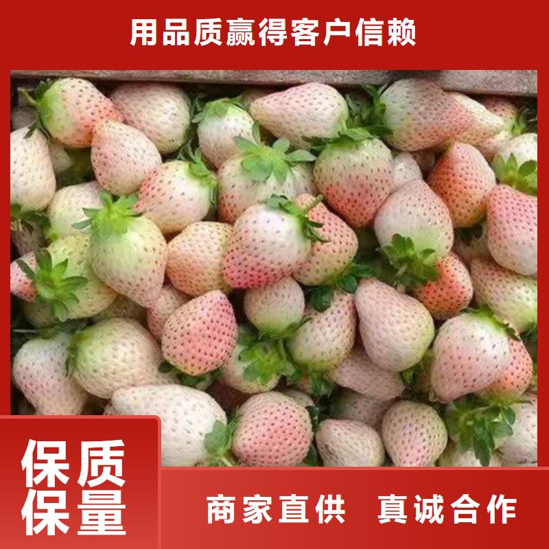 幸香草莓苗2024品种