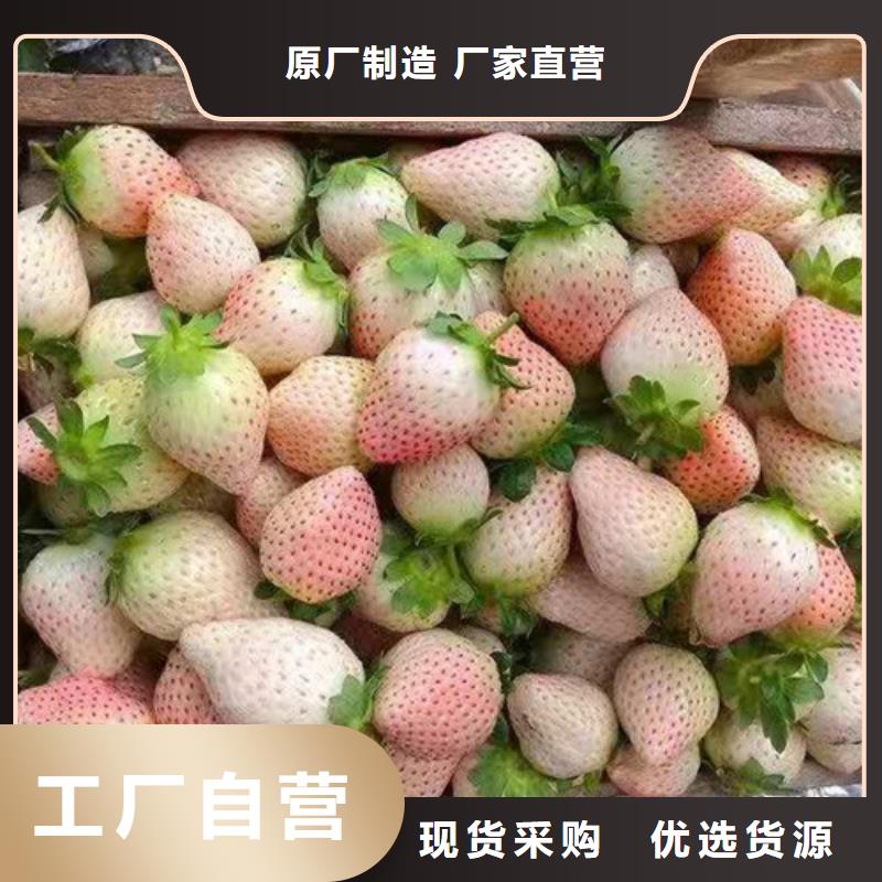 丰香草莓生产苗
