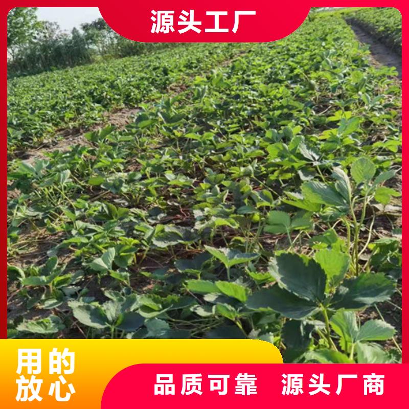 丰香草莓生产苗