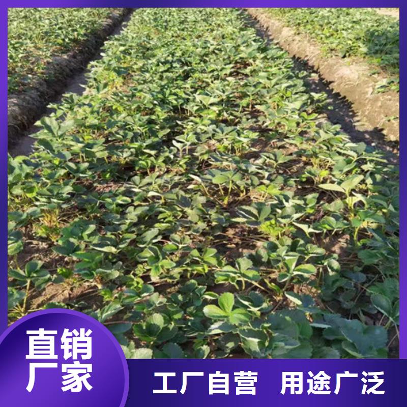 红宝石草莓生产苗