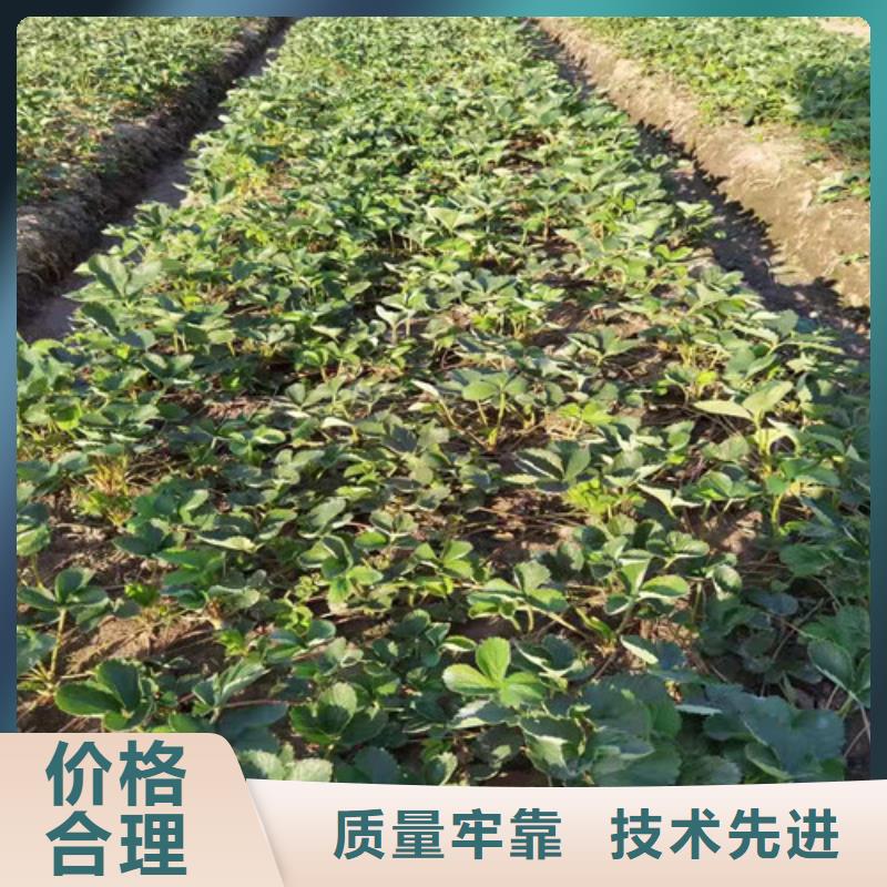 天仙醉草莓苗品种