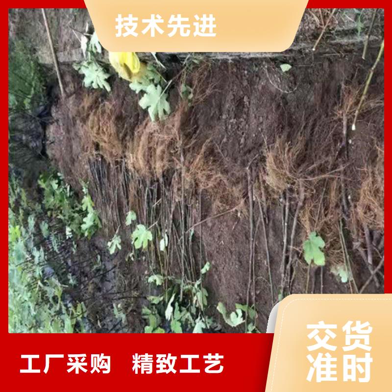 波姬红无花果苗