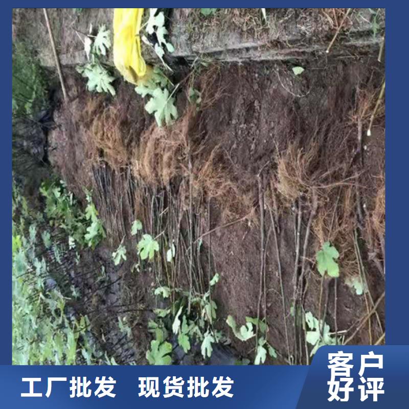 玛斯义陶芬无花果苗