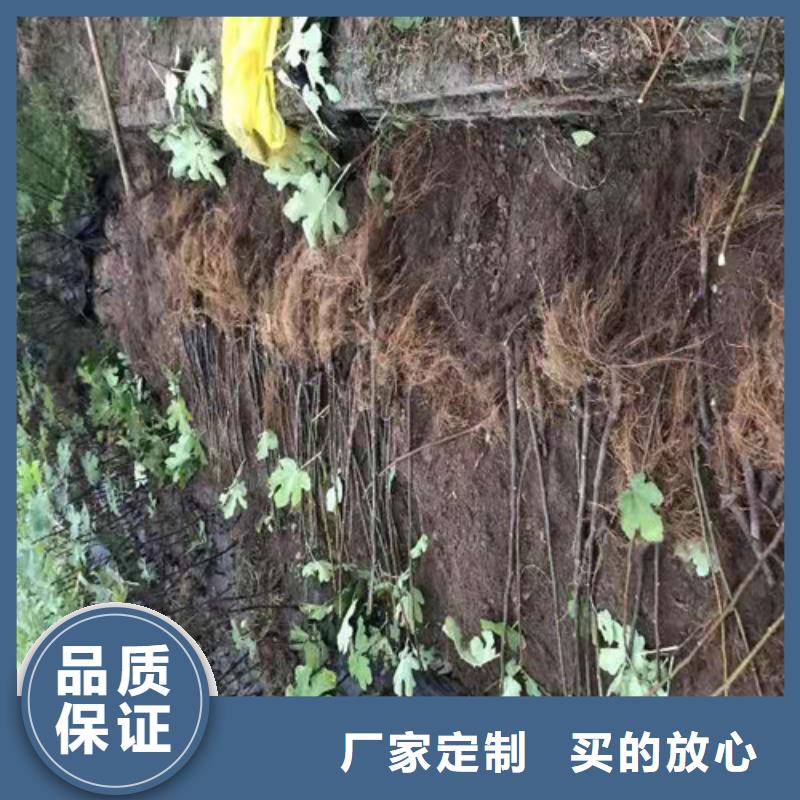 紫果无花果树苗