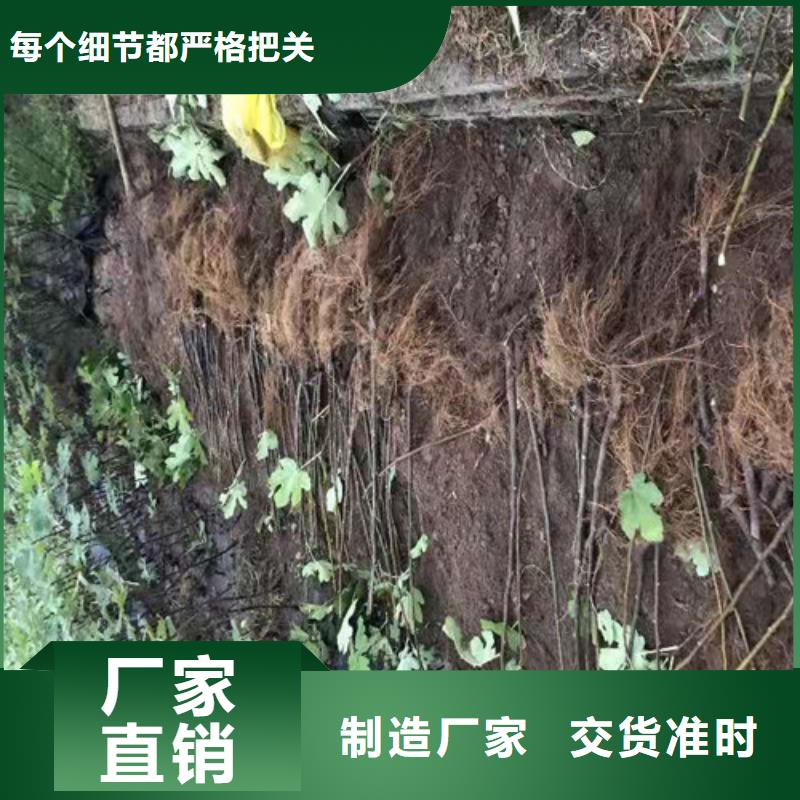 无花果-大红袍花椒苗随心所欲定制