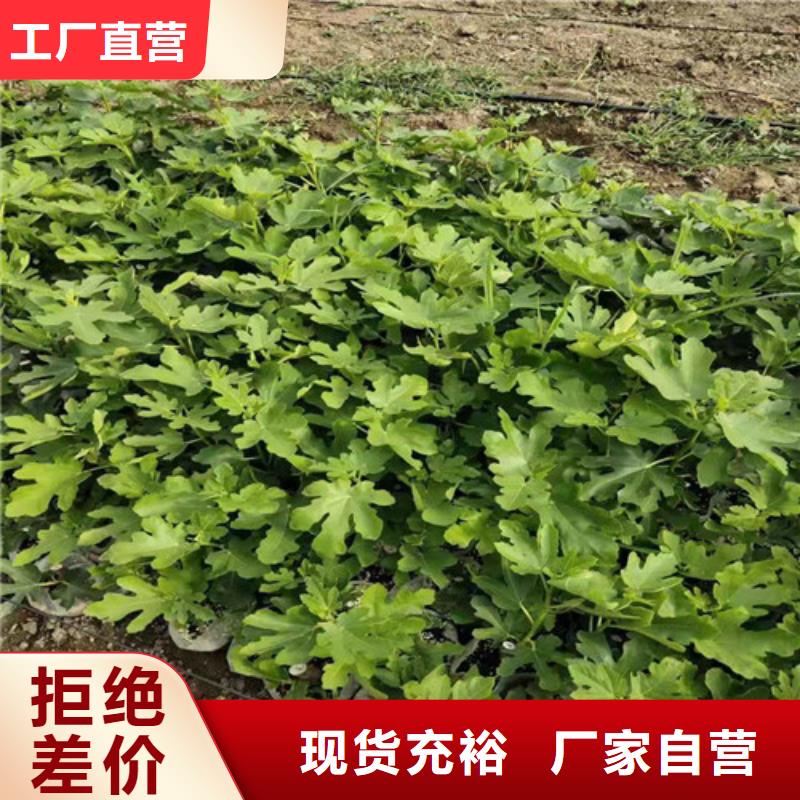 玛斯义陶芬无花果苗