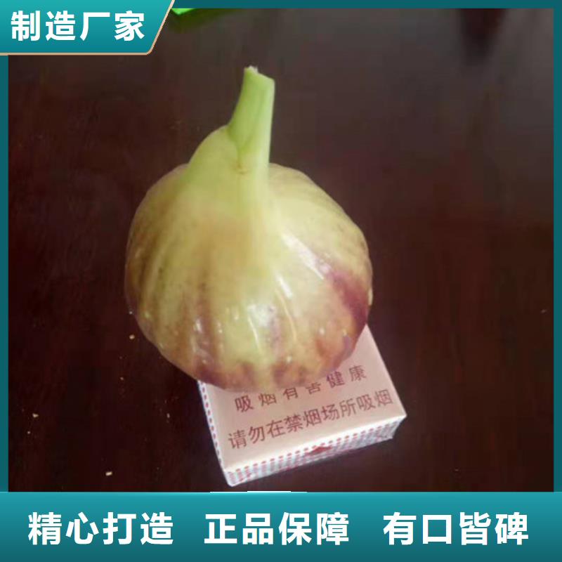 紫果无花果苗