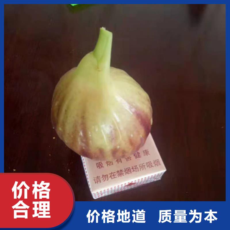 无花果蓝莓苗实力工厂