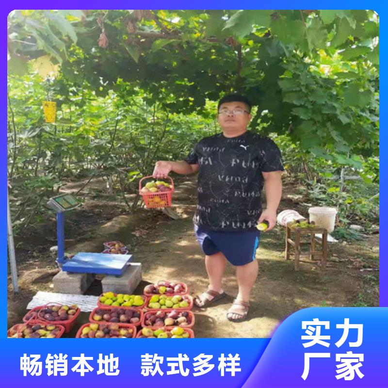 陵水县布兰瑞克无花果树苗