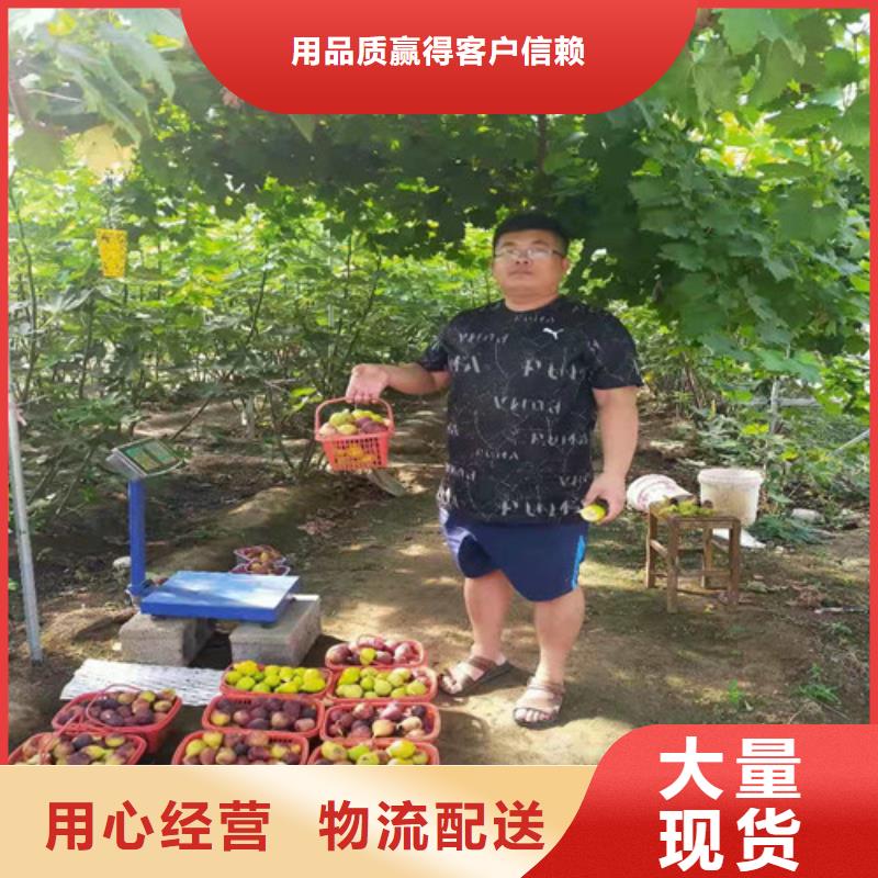 玛斯义陶芬无花果树苗批发多少钱