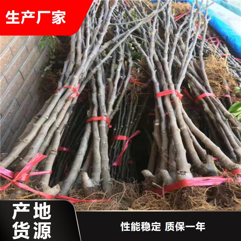 紫果无花果苗资讯