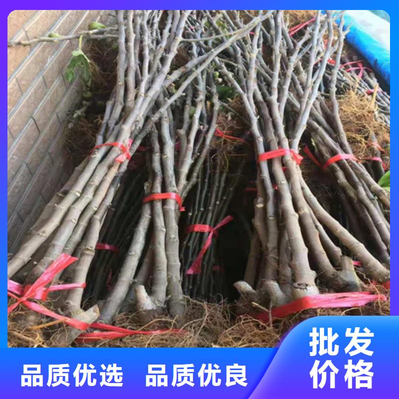 斯特拉无花果树