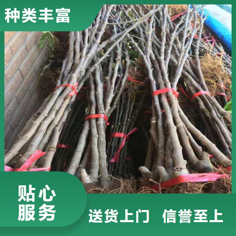 布兰瑞克无花果树苗