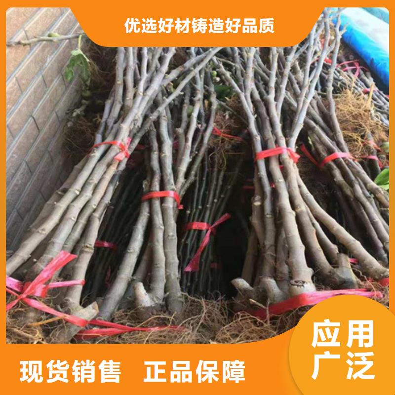 无花果梨树苗实体诚信经营