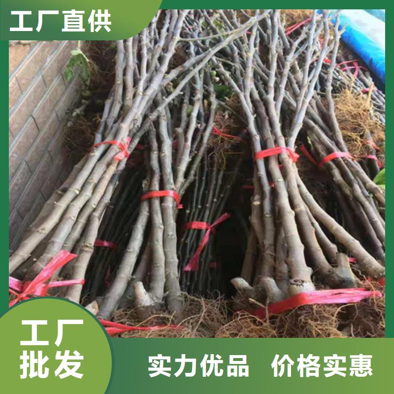 紫果无花果树