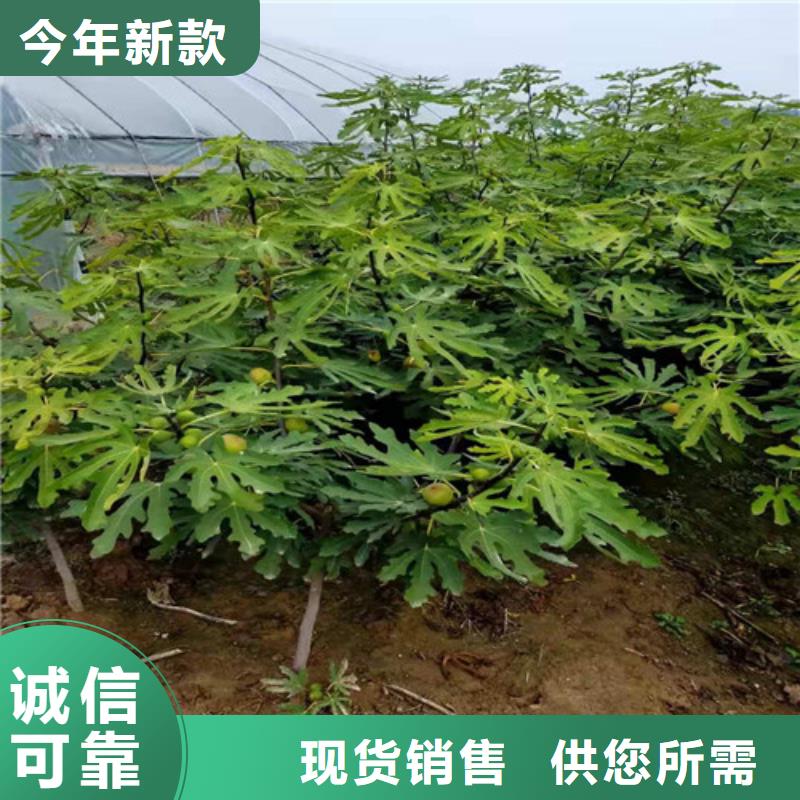 布兰瑞克无花果树苗