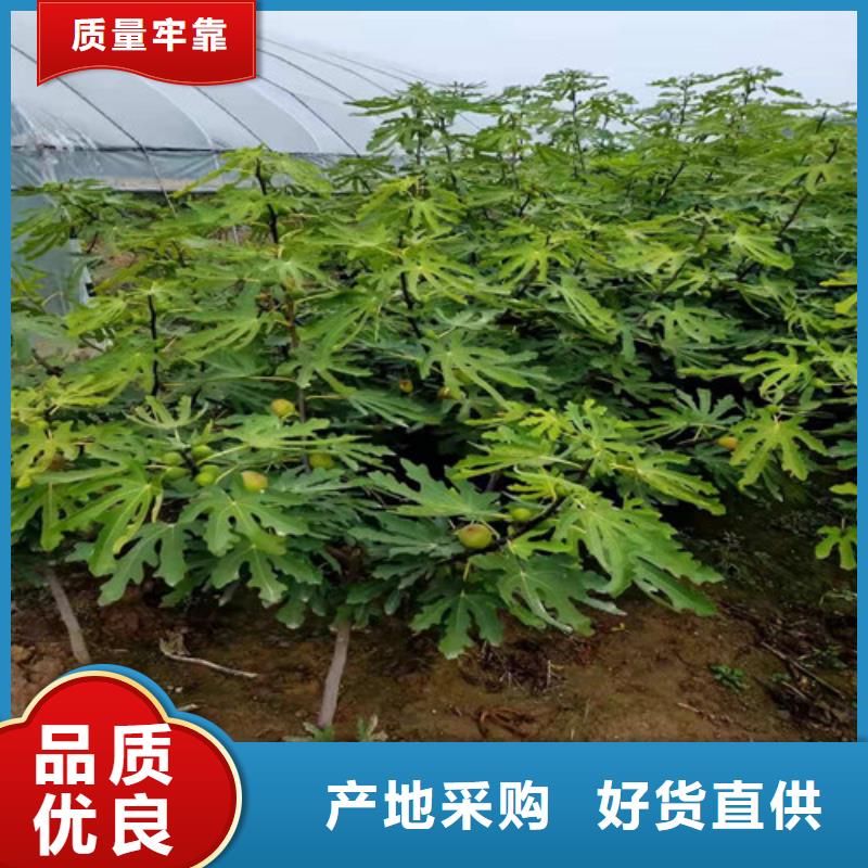 【无花果大红袍花椒苗可零售可批发】