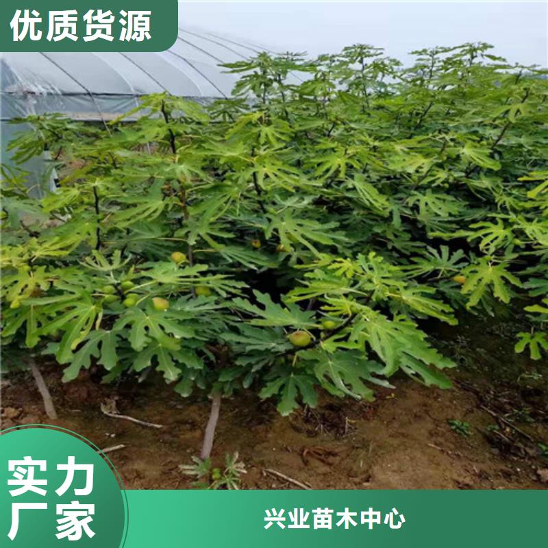 芭劳奈无花果树