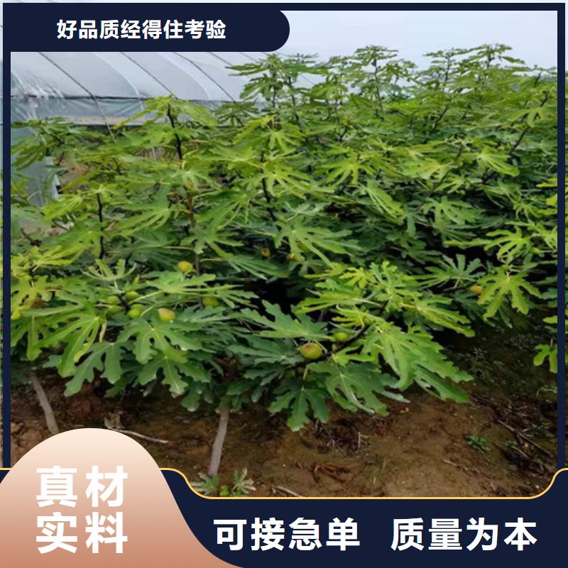 中农无花果树苗