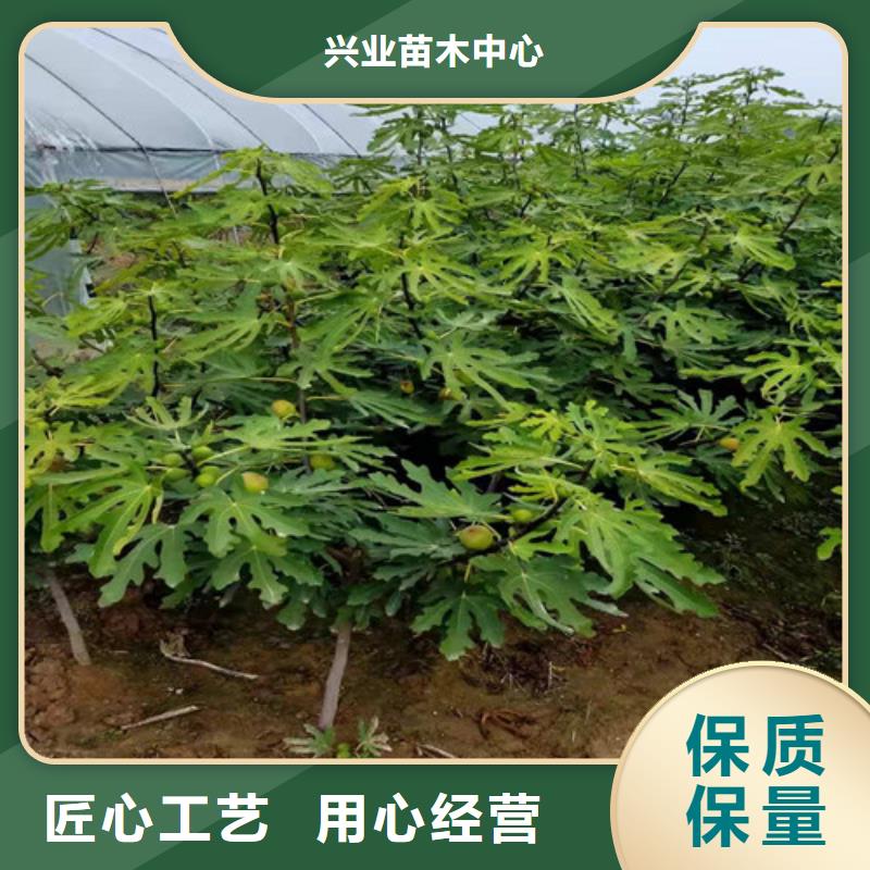 青皮无花果树种植方法